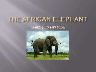 The African elephant Sample Presentation 