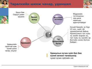 Төрөлхийн шинж чанар, удамшил

          Эрүүл бие
        Саруул ухаан                                  Мэдрэлийн
             оршино                                   тогтолцооны
                          Эрүүл      Мэдрэлийн        хэв шинж
                           мэнд       тогтолцоо
                                                      харилцан
                                                      адилгүй байдаг

                                                   Хүний биеийн эс бүр
                                                   23 хос, нийт 46
                                                   хромосомтой байна.
                                                   Хромосомын тал хувь
                                                   нь эхийн өндгөн эс,
                                                   тал хувь нь эцгийн эр
                                       Ген         бэлгийн эсээс бүтсэн
                                   хромосомын      байдаг.
                Удамшил               бүтэц
  Удамшлийн
гаралтай хувь
  хүний шинж
чанар, онцлог
                                  Удамшлын хүчин зүйл бол бие
                                  хүний хөгжил төлөвшилд
                                  чухал хүчин зүйлийн нэг.


                                                      Сурган хүмүүжүүлэх зүй
 