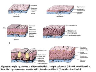 Transitional Vs Simple Columnar teaching-215-6033-1729537621snsnsnsnana-1.pptx