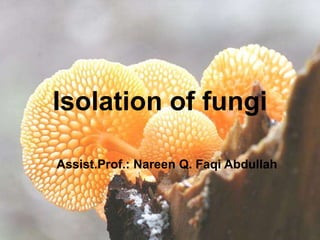 Isolation of fungi
Assist.Prof.: Nareen Q. Faqi Abdullah
 