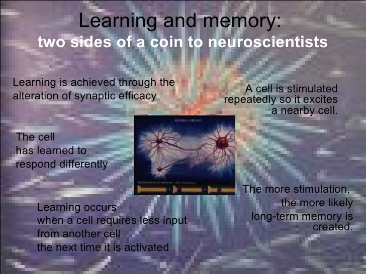 teaching with brain in mind teaching with brain in mind