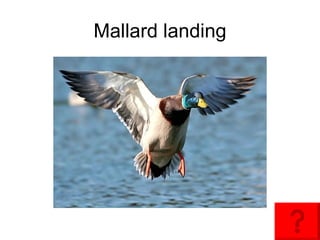 Mallard landing 