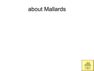 about Mallards 