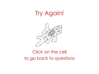 Try Again! Click on the cell to go back to questions 
