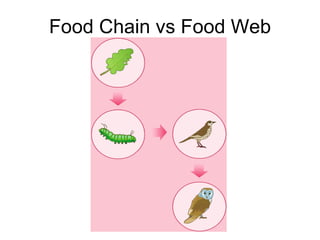 Food Chain vs Food Web 
