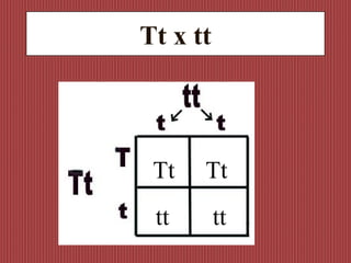 Tt x tt Tt Tt tt tt 