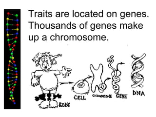 Traits are located on genes. Thousands of genes make up a chromosome. 