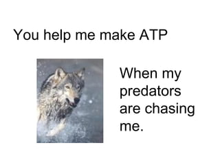 You help me make ATP When my predators are chasing me. 