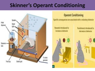 Skinner’s Operant Conditioning
 
