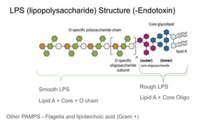 LPS (lipopolysaccharide) Structure (-Endotoxin)
Smooth LPS
Lipid A + Core + O chain
Rough LPS
Lipid A + Core Oligo
Other PAMPS - Flagella and lipoteichoic acid (Gram +)
 