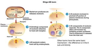 Other toxins have the same basic
mechanism - the difference is in the A
sub-unit Activity
Shiga AB toxin
 