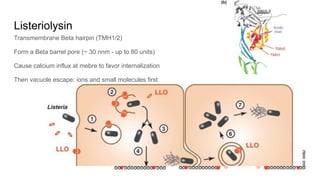 Listeriolysin
Transmembrane Beta hairpin (TMH1/2)
Form a Beta barrel pore (~ 30 nnm - up to 80 units)
Cause calcium influx at mebre to favor internalization
Then vacuole escape: ions and small molecules first
 