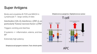 Super Antigens
Binds and crosslinks B-TCR and MHCII in
Lymphocyte T - large variety of sites
Interleukin-2 (IL-2), Interferon-γ (INF-γ), and
particularly Tumour necrosis Factor α (TNF-α)
Triggers vomiting and diarrhea
If systemic -> inflammation, edema, and lowers
BP
Extremely high potency
Streptococcus pyogenes, Staphylococcus aureus
Role -> overstimulation of T cells reduces
recruitment of phagocytes ?
Streptococcal pyogenic exotoxin, Toxic shock syndrome toxin, Staphylococcal enterotoxin A (SEA)
 