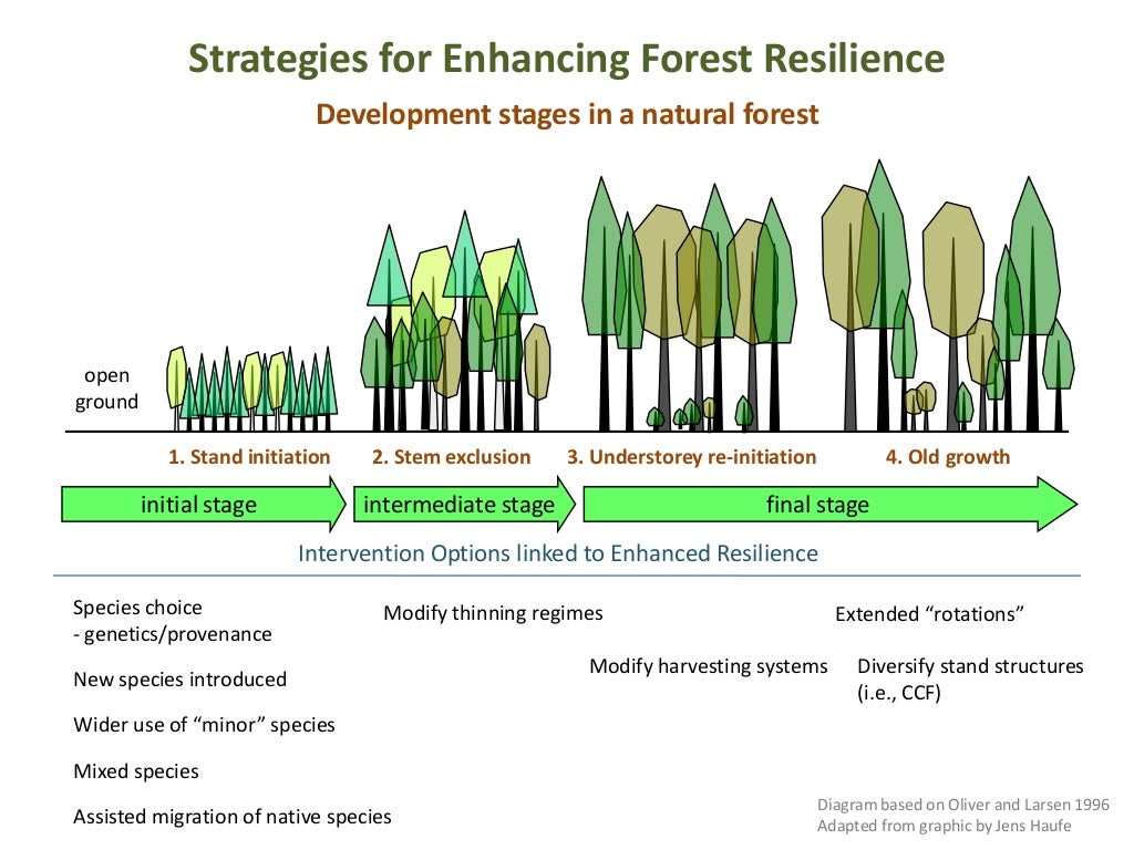 Teaching Forest Stand Dynamics