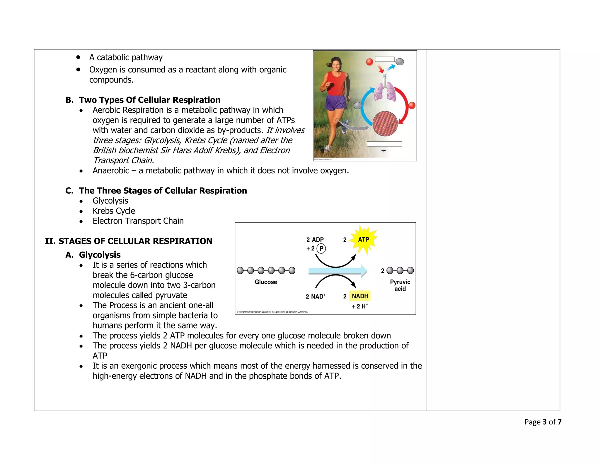 Page 3 of 7
 A catabolic pathway
 Oxygen is consumed as a reactant along with organic
compounds.
B. Two Types Of Cellular Respiration
 Aerobic Respiration is a metabolic pathway in which
oxygen is required to generate a large number of ATPs
with water and carbon dioxide as by-products. It involves
three stages: Glycolysis, Krebs Cycle (named after the
British biochemist Sir Hans Adolf Krebs), and Electron
Transport Chain.
 Anaerobic – a metabolic pathway in which it does not involve oxygen.
C. The Three Stages of Cellular Respiration
 Glycolysis
 Krebs Cycle
 Electron Transport Chain
II. STAGES OF CELLULAR RESPIRATION
A. Glycolysis
 It is a series of reactions which
break the 6-carbon glucose
molecule down into two 3-carbon
molecules called pyruvate
 The Process is an ancient one-all
organisms from simple bacteria to
humans perform it the same way.
 The process yields 2 ATP molecules for every one glucose molecule broken down
 The process yields 2 NADH per glucose molecule which is needed in the production of
ATP
 It is an exergonic process which means most of the energy harnessed is conserved in the
high-energy electrons of NADH and in the phosphate bonds of ATP.
 