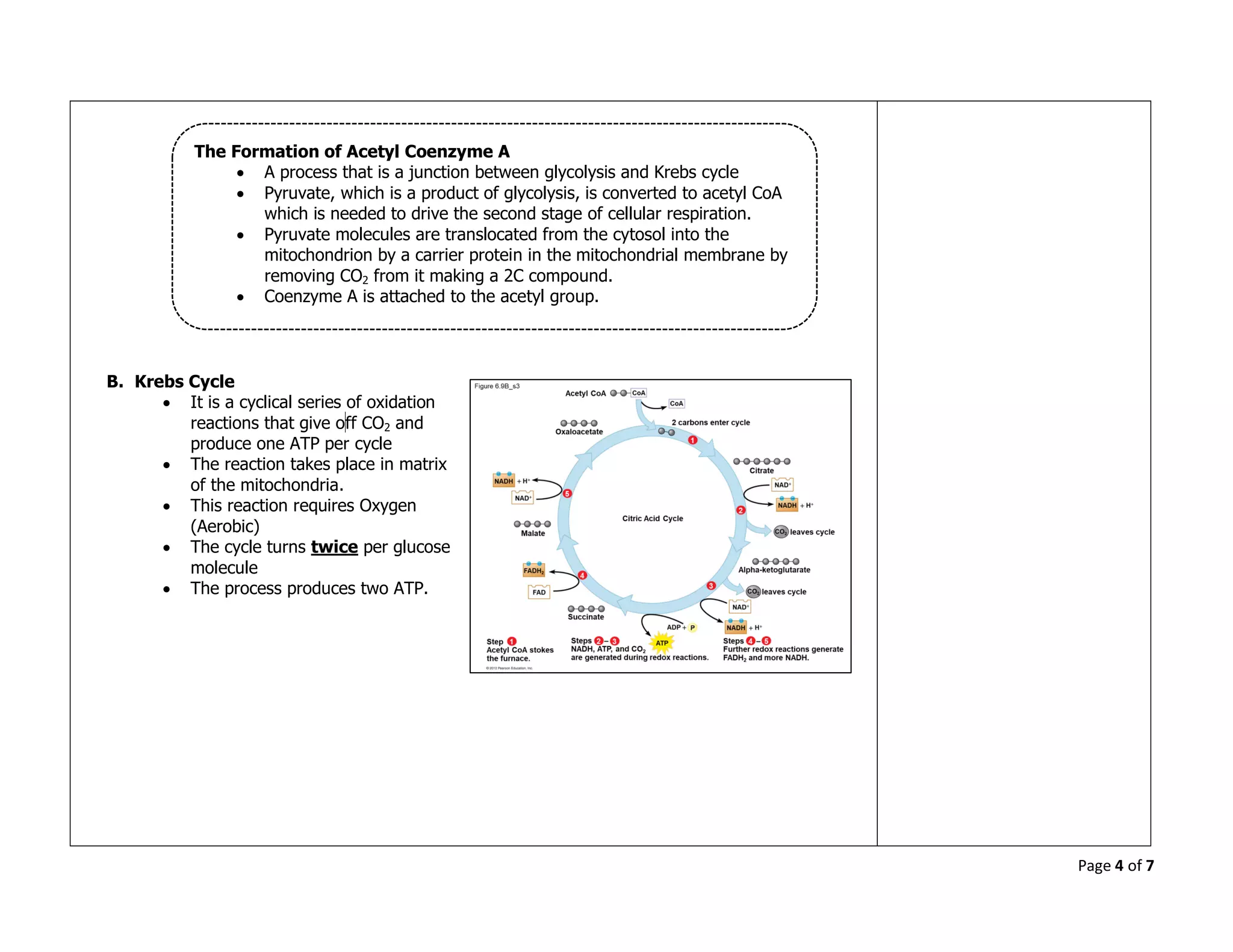 Page 4 of 7
B. Krebs Cycle
 It is a cyclical series of oxidation
reactions that give off CO2 and
produce one ATP per cycle
 The reaction takes place in matrix
of the mitochondria.
 This reaction requires Oxygen
(Aerobic)
 The cycle turns twice per glucose
molecule
 The process produces two ATP.
The Formation of Acetyl Coenzyme A
 A process that is a junction between glycolysis and Krebs cycle
 Pyruvate, which is a product of glycolysis, is converted to acetyl CoA
which is needed to drive the second stage of cellular respiration.
 Pyruvate molecules are translocated from the cytosol into the
mitochondrion by a carrier protein in the mitochondrial membrane by
removing CO2 from it making a 2C compound.
 Coenzyme A is attached to the acetyl group.
 