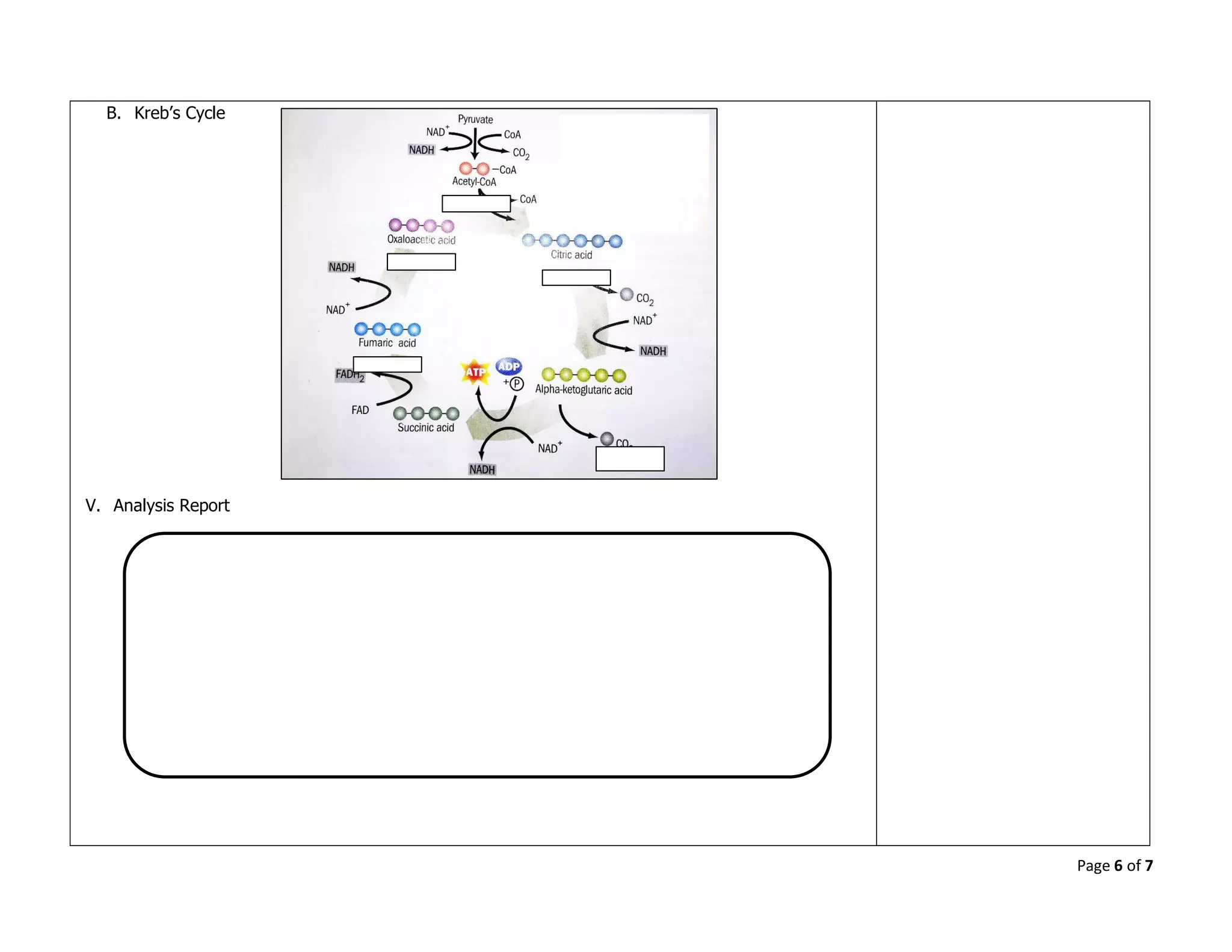 Page 6 of 7
B. Kreb’s Cycle
V. Analysis Report
 