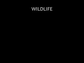 WILDLIFE
 