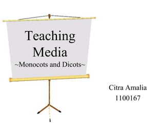 Teaching 
Media 
~Monocots and Dicots~ 
Citra Amalia 
1100167 
 