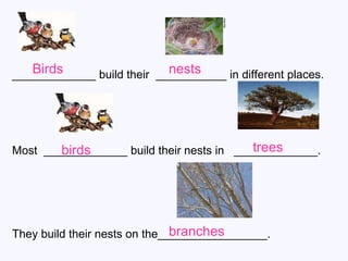 _____________ build their  ___________ in different places. Most  _____________ build their nests in  _____________.  They build their nests on the_________________. Birds nests birds trees branches 