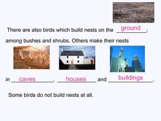There are also birds which build nests on the  __________;  among bushes and shrubs. Others make their nests  in ______________,  _____________ and _______________. Some birds do not build nests at all.  ground caves buildings houses 