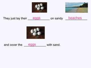 They just lay their _____________  on sandy  _____________ and cover the  _____________ with sand. eggs beaches eggs 