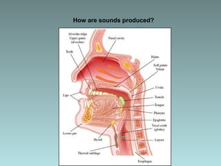 How are sounds produced? 