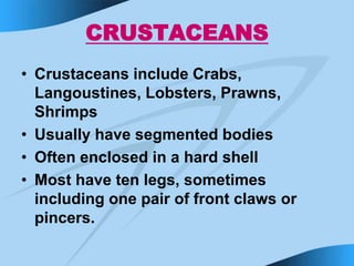 CRUSTACEANS
• Crustaceans include Crabs,
Langoustines, Lobsters, Prawns,
Shrimps
• Usually have segmented bodies
• Often enclosed in a hard shell
• Most have ten legs, sometimes
including one pair of front claws or
pincers.
 