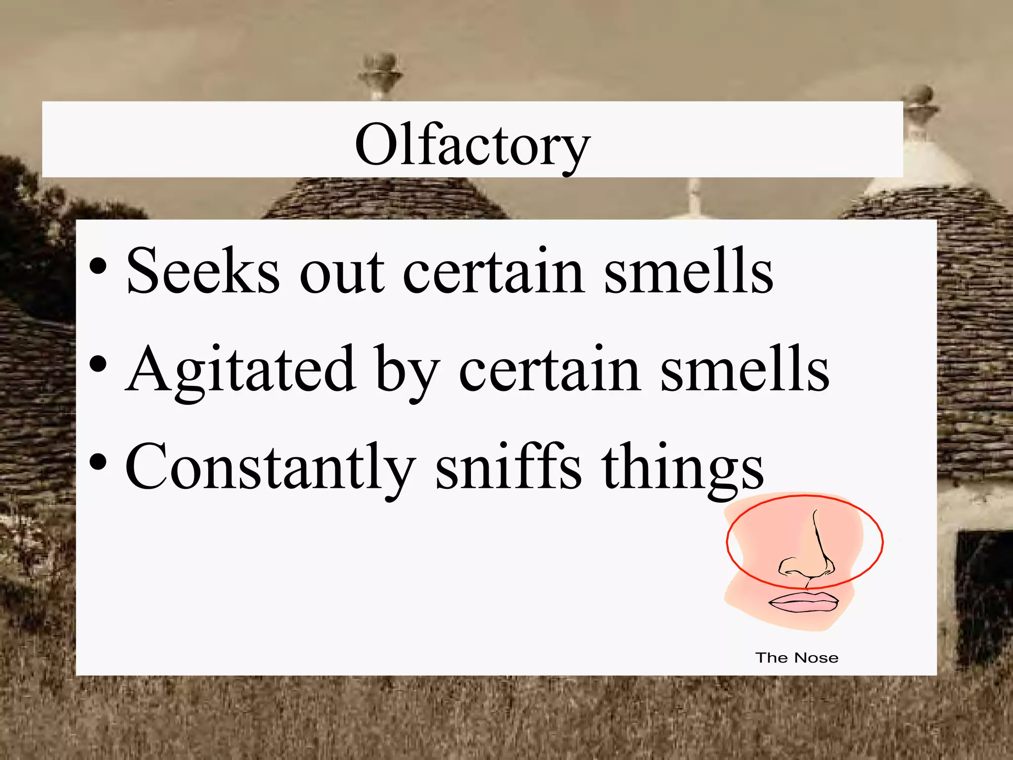 Olfactory Seeks out certain smells Agitated by certain smells Constantly sniffs things 