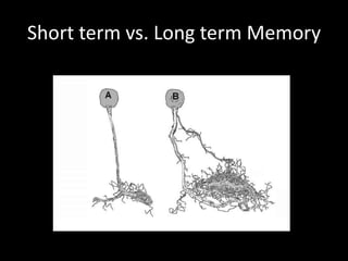Short term vs. Long term Memory
 