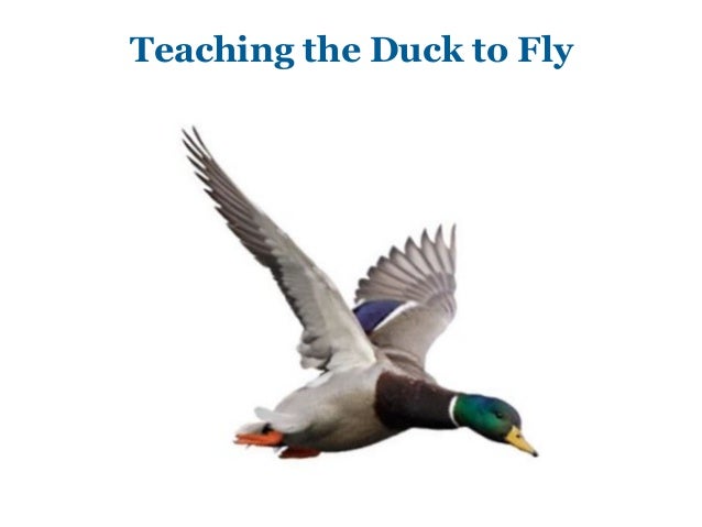 Teaching the duck to fly