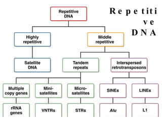 Repetitive DNA 