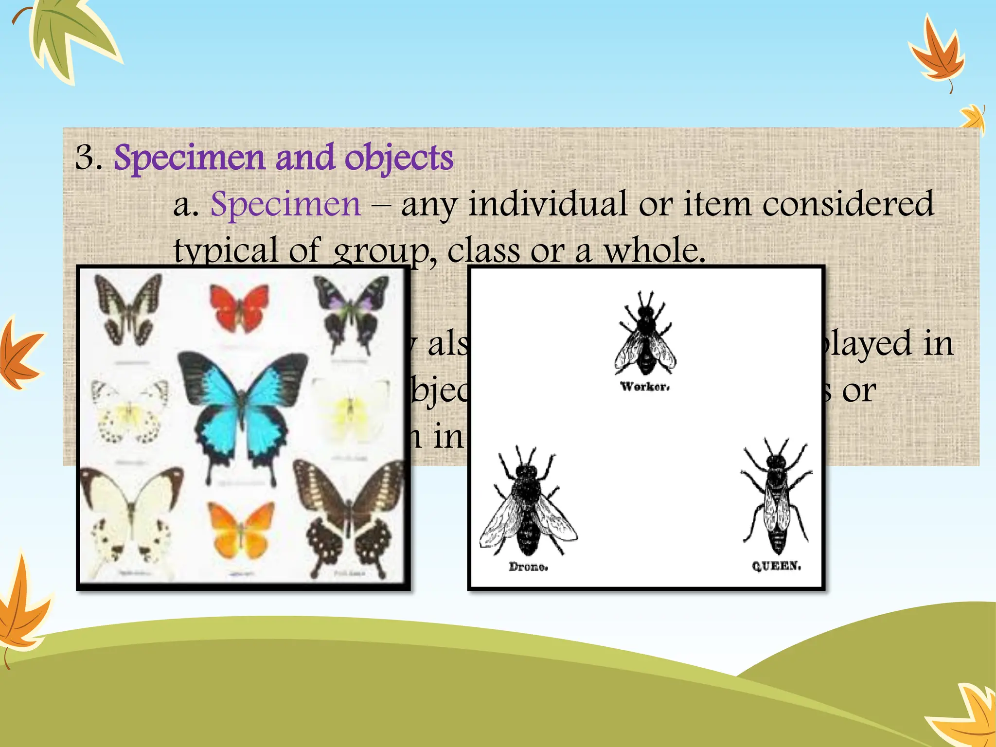 3. Specimen and objects
a. Specimen – any individual or item considered
typical of group, class or a whole.
b. Object – may also include artifacts displayed in
a museum or objects displayed in exhibits or
insect specimen in science.
 