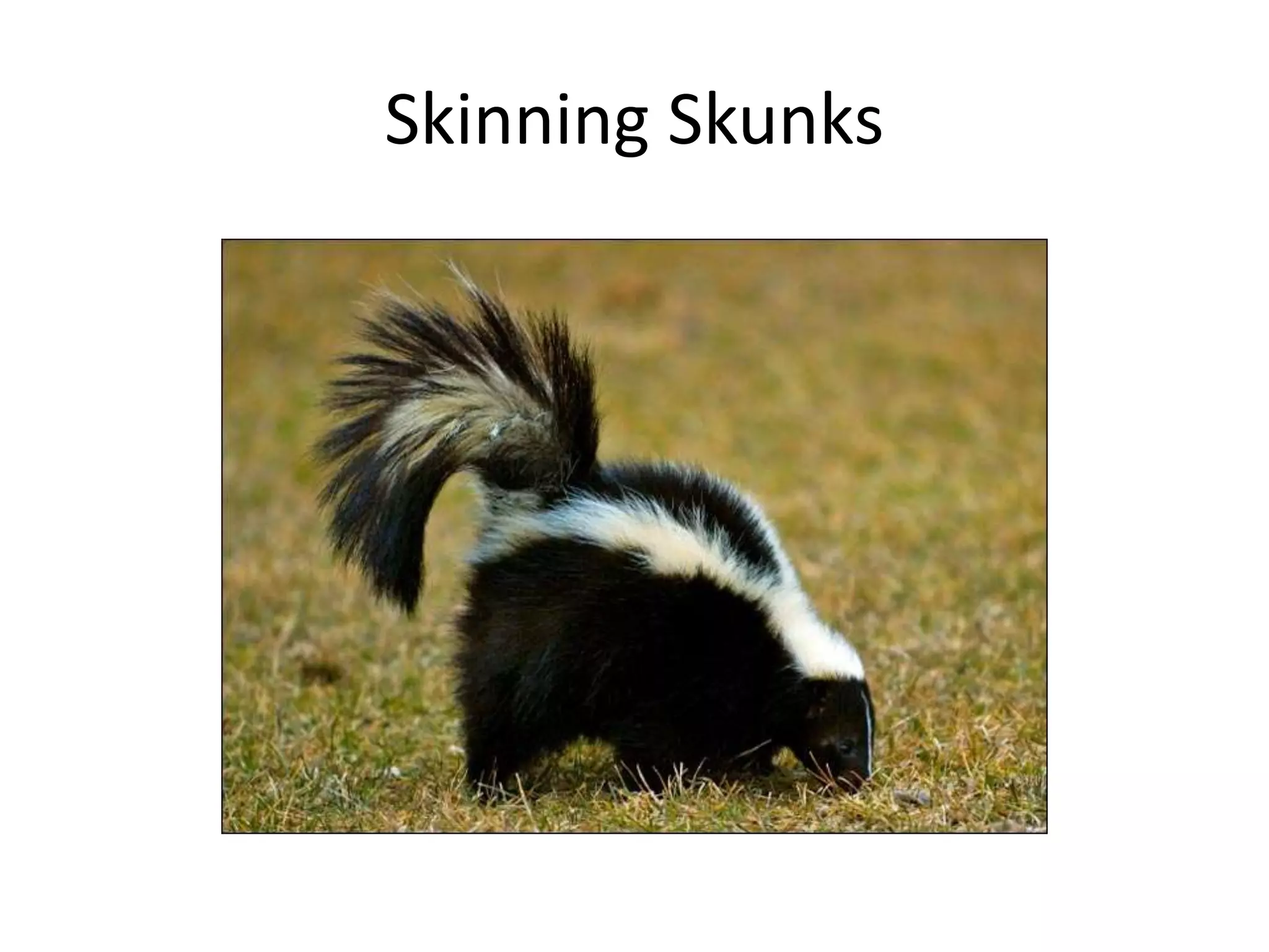 Skinning Skunks
 