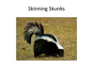 Skinning Skunks
 