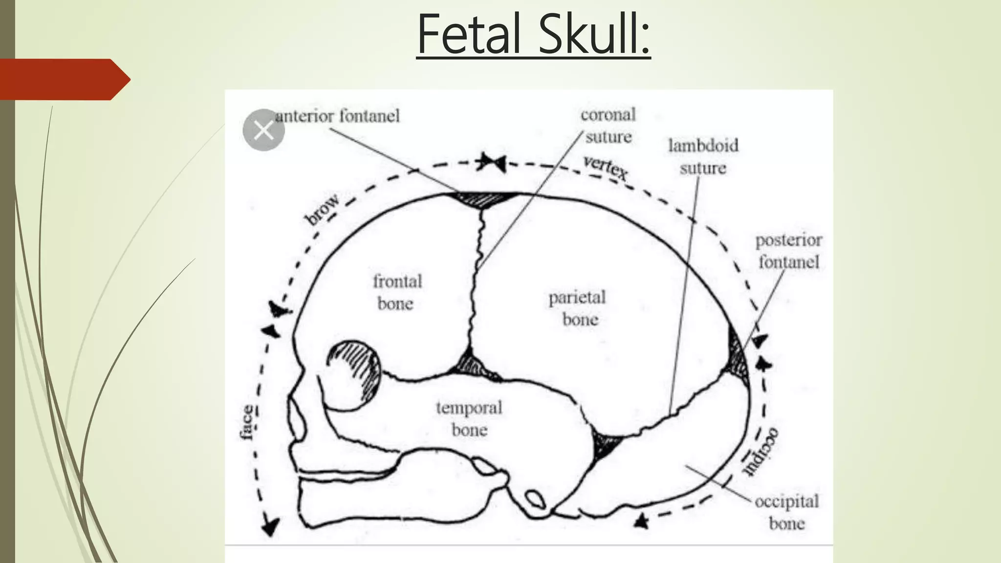 mechanism of labor | PPTX