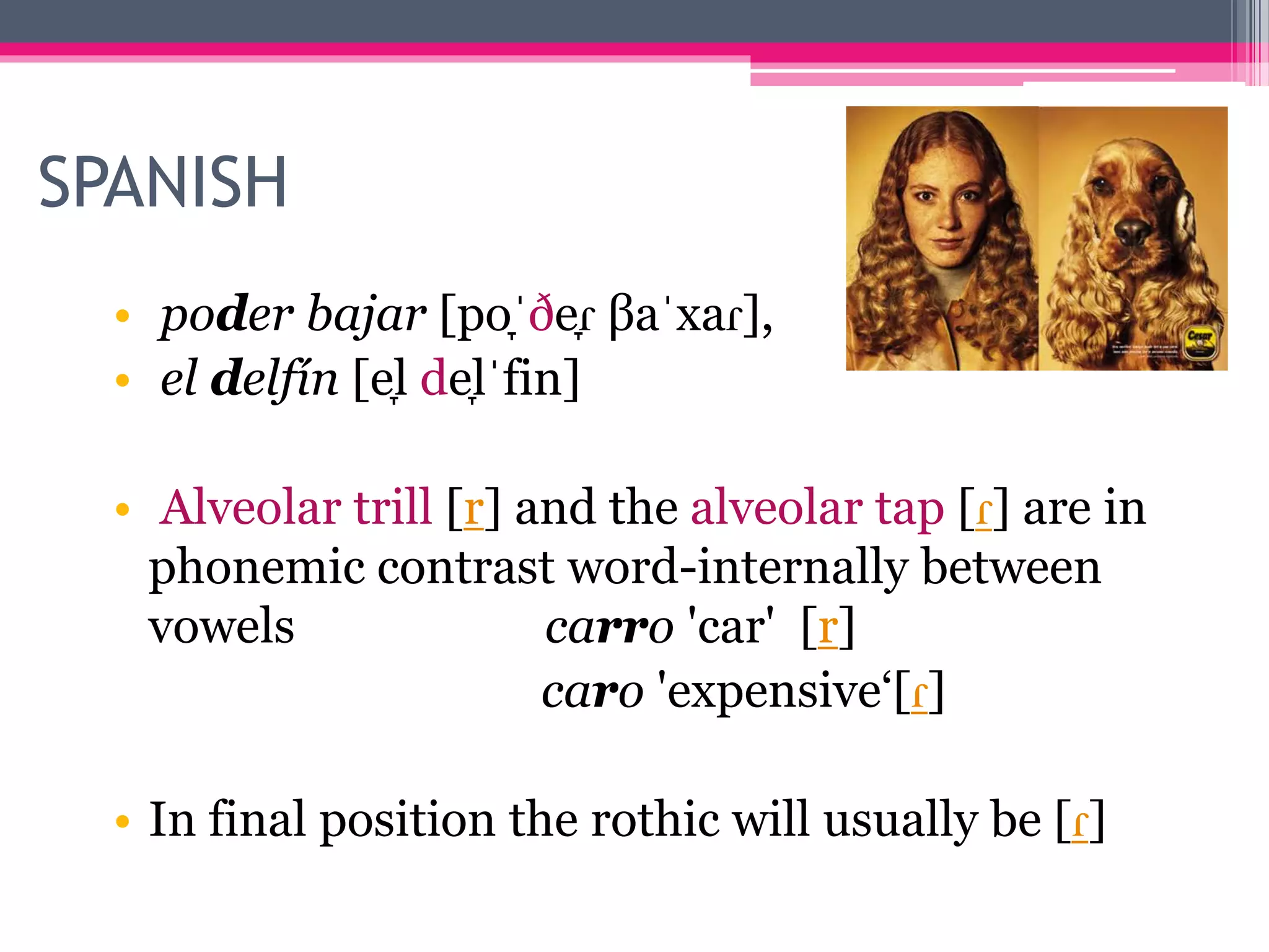 SPANISH 
• poder bajar [po̞ˈðe̞ɾ βaˈxaɾ], 
• el delfín [e̞l de̞lˈfin] 
• Alveolar trill [r] and the alveolar tap [ɾ] are in 
phonemic contrast word-internally between 
vowels carro 'car' [r] 
caro 'expensive‘[ɾ] 
• In final position the rothic will usually be [ɾ] 
 