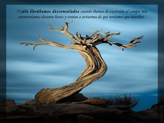 -Y sólo llorábamos desconsolados cuando íbamos de excursión al campo, nos
entreteníamos durante horas y venían a avisarnos de que teníamos que marchar.
 