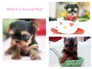What is a Teacup Dog? 