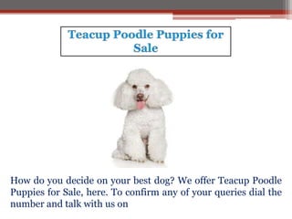 How do you decide on your best dog? We offer Teacup Poodle
Puppies for Sale, here. To confirm any of your queries dial the
number and talk with us on
 