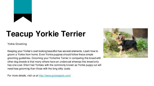 Teacup Yorkie