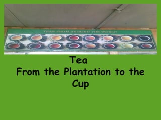 Tea  From the Plantation to the Cup 