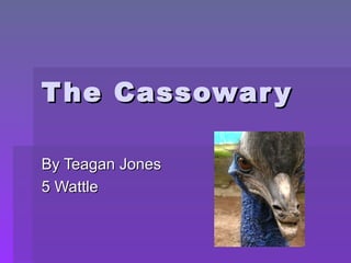 The Cassowary By Teagan Jones 5 Wattle 