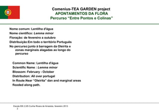 Nome comum: Lentilha d'água
Nome científico: Lemma minor
Floração: de fevereiro a outubro
Distribuição:Em todo o território Português
No percurso:junto à barragem da Oleirita e
zonas marginais alagadas ao longo do
percurso
Comenius-TEA GARDEN project
APONTAMENTOS DA FLORA
Comenius-TEA GARDEN project
APONTAMENTOS DA FLORA
Percurso “Entre Pontos e Colinas”
Escola EB 2,3/S Cunha Rivara de Arraiolos, fevereiro 2013
2
Common Name: Lentilha d'água
Scientific Name : Lemma minor
Blossom: February - October
Distribution: All over portugal
In Route:Near “Oleirita” dan and marginal areas
flooded along path.
 