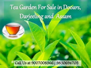 Tea Garden For Sale in Dooars,
Darjeeling and Assam
Call Us at 9007008366 / 9830694705
 