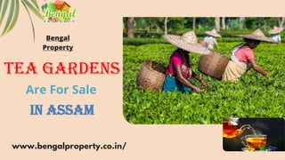 Tea Gardens
Are For Sale
www.bengalproperty.co.in/
Bengal
Property
In Assam
 