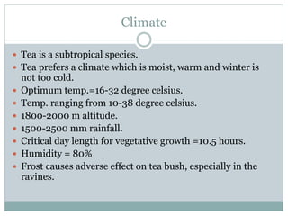 Cultivation Practices of Tea. | PPTX
