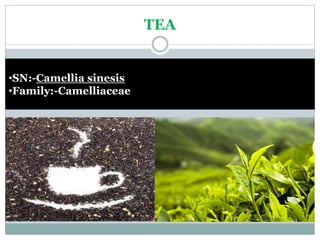 TEA
•SN:-Camellia sinesis
•Family:-Camelliaceae
 