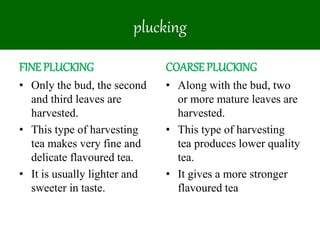 FINE PLUCKING
• Only the bud, the second
and third leaves are
harvested.
• This type of harvesting
tea makes very fine and
delicate flavoured tea.
• It is usually lighter and
sweeter in taste.
COARSE PLUCKING
• Along with the bud, two
or more mature leaves are
harvested.
• This type of harvesting
tea produces lower quality
tea.
• It gives a more stronger
flavoured tea
plucking
 