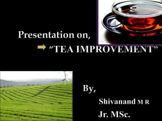 Presentation on,
      “TEA IMPROVEMENT”



          By,
                Shivanand M R
                Jr. MSc.
 
